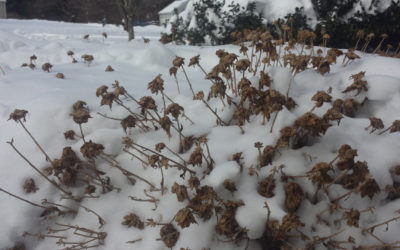 Wordless Wednesday: Mums in a Snow Bank!