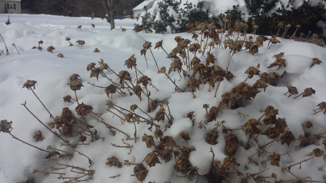 Wordless Wednesday: Mums in a Snow Bank!