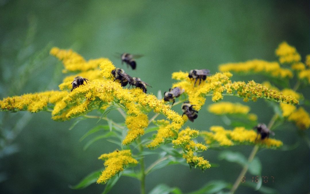 Pollinator Garden Giveaway!