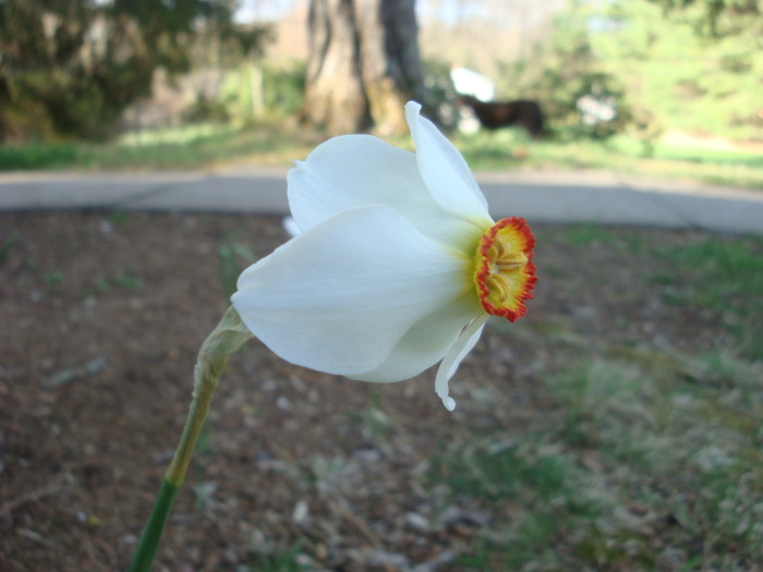 Wordless Wednesday:  A “Daffy” Pose…