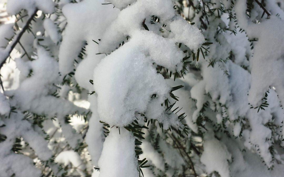 Wordless Wednesday:  Snow on Hemlock